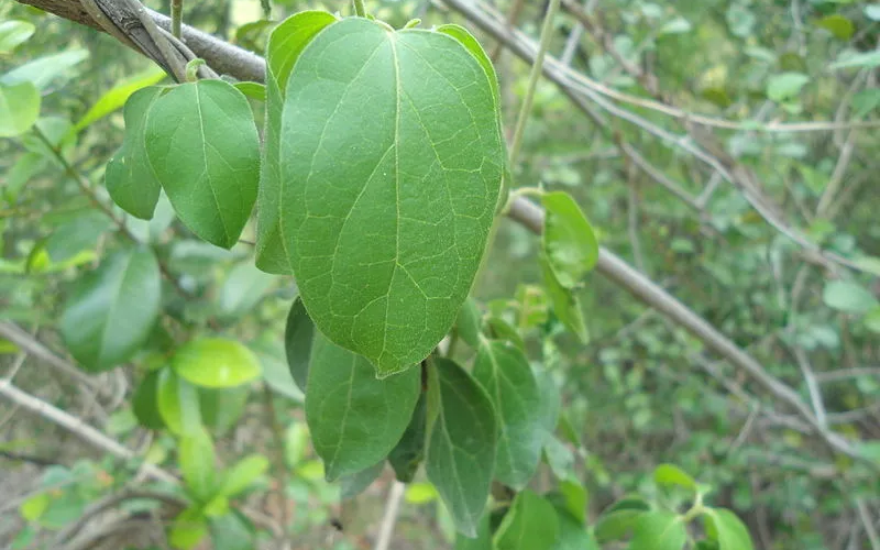 சிறுகுறிஞ்சான் பொடி: நீரிழிவு கட்டுப்பாடு முதல் எடை இழப்பு வரை!